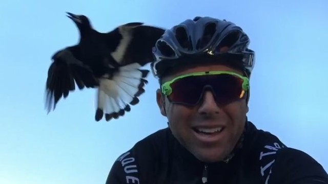 Агрессивная сорока напала на велосипедиста в Австралии