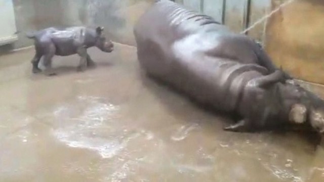 Первое купание маленького черного носорога