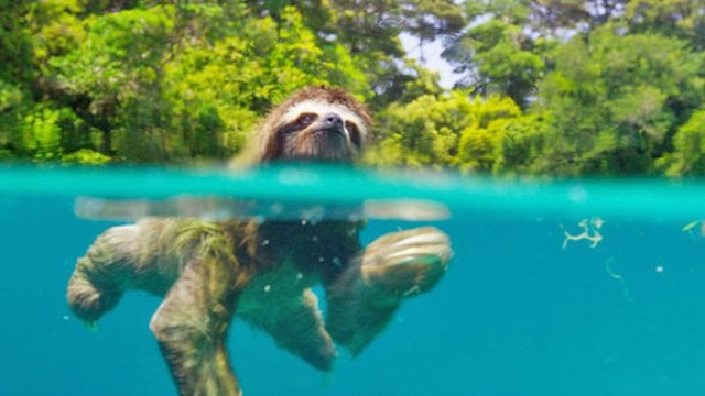 Про любовь: Ленивец плавает вокруг острова в поисках самки