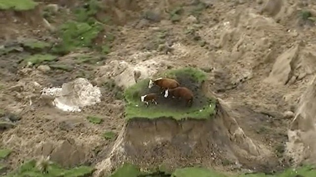 Три коровы чудом спаслись от землетрясения в Новой Зеландии