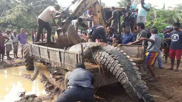 Гена, живи! В Шри-Ланке защитники животных спасли огромного однотонного крокодила 