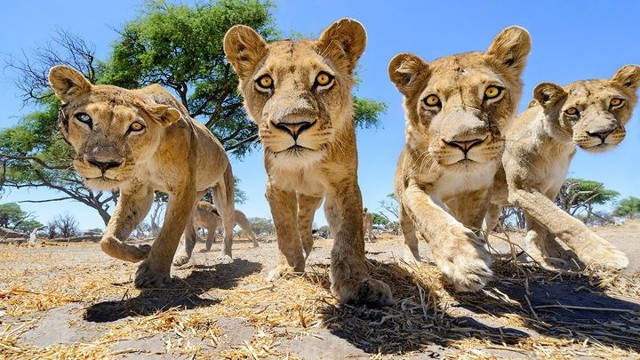 Кошки - они и в Африке кошки! Так близко львов еще не снимали