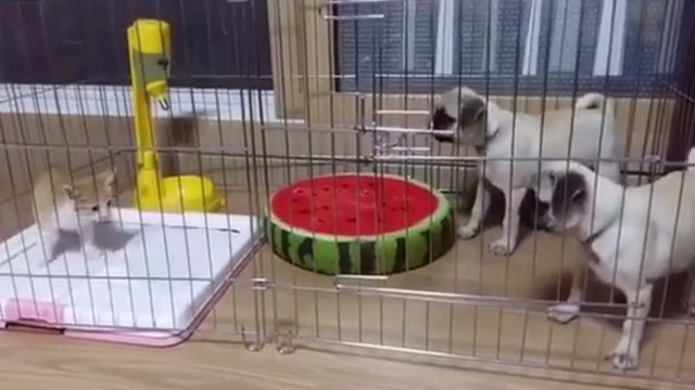 Мопсы впервые сталкиваются с котенком. Смех да и только!