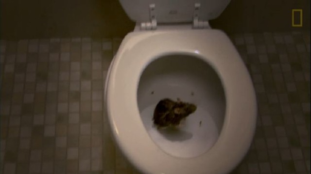 Почему не стоит смывать крыс в унитаз