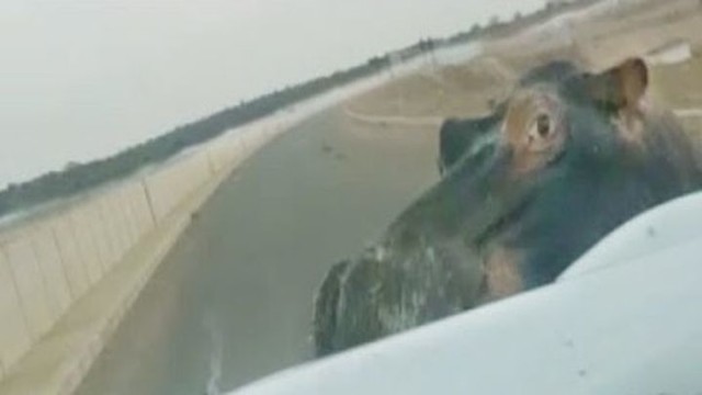 Гиппопотам атаковал автомобиль в африканском заповеднике