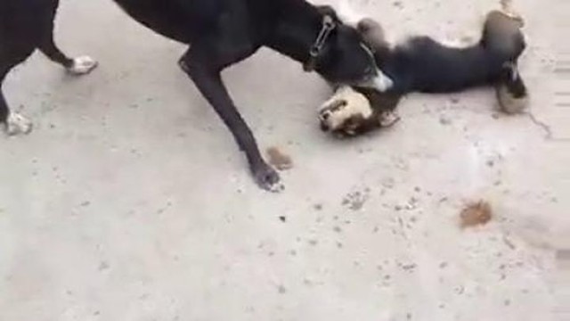 В оренбурге стая бездомных собак напала на ребенка. Собака загрызла маленькую собаку. Нападение бродячих собак. Бродячие собаки нападают на людей. Дети пострадавшие от собак.