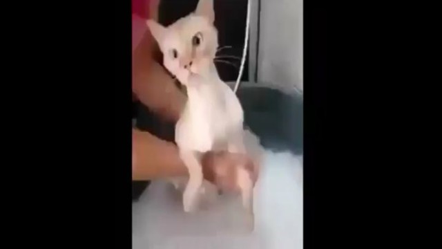 Смешная реакция кота на воду