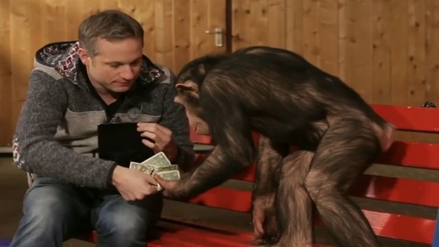 Этому шимпанзе показали фокус с планшетом. Его реакция бесподобна! 