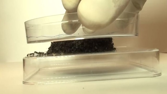 Ученые показали на что способны сцепившиеся муравьи