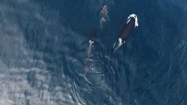 Оператору дрона удалось заснять двух самок косатки и их детеныша, которые разрывают акулу на куски