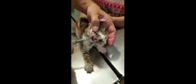 Котенок, инфицированный кутереброзом