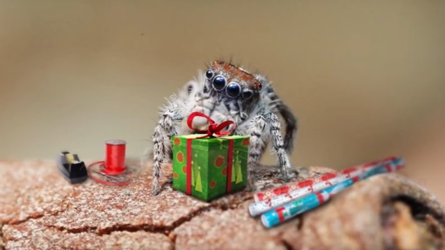 Паучки к Новому году готовы! А вы? 