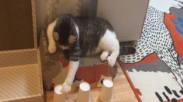 Искусно играющий в наперстки кот стал звездой Интернета