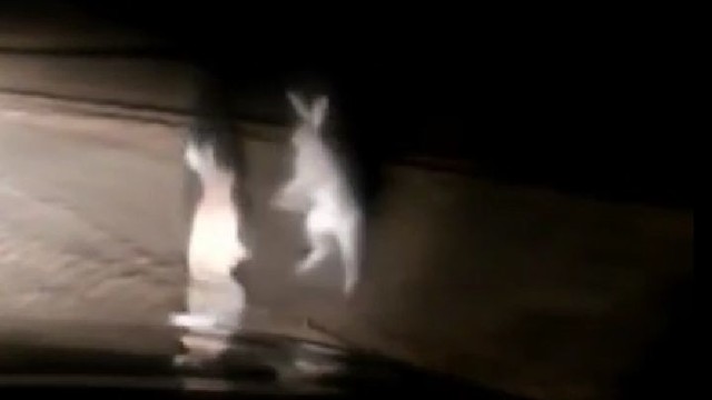 Пошли выйдем, косой: cуровую заячью драку сняли на видео