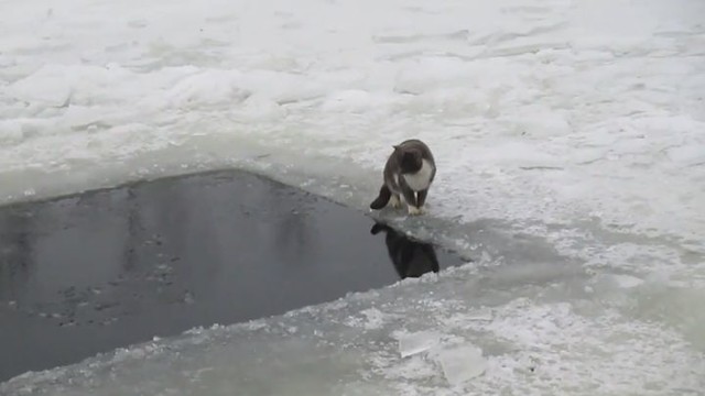 Котик поймал рыбу на зимней рыбалке в ледяной проруби