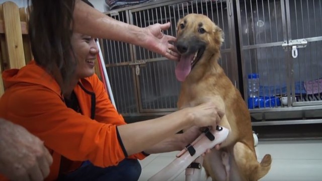 Этот пёс, потерявший передние лапы за то, что погрыз ботинки, получил лапы-протезы и безумно рад этому !