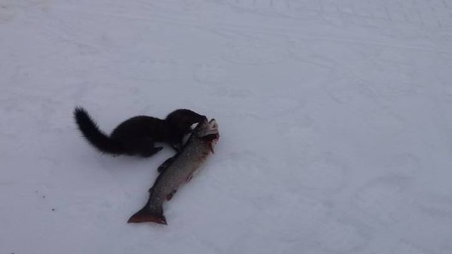 Хитрая норка пытается украсть у канадского рыбака крупную рыбу