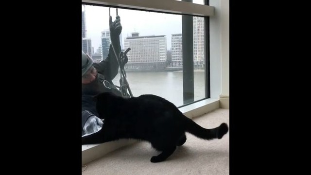 Кот, который действительно наслаждается мытьем окон