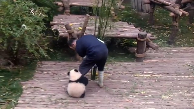 Панда, которая обожает обнимашки мешает работнику центра разведения панд убираться в вольере