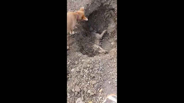  Собака хоронит своего погибшего брата