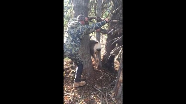 Спасение оленя, застрявшего между деревьями
