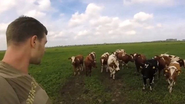 Мужчина научился подманивать коров звуком своей отрыжки