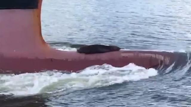 Ленивый тюлень зайцем покатался на носовой части корабля