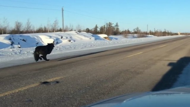 Попробуй догони! Волки устроили забег на трассе в Канаде