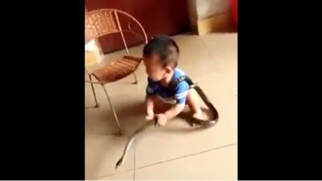 Маленький мальчик из Китая беспечно играет со змеёй