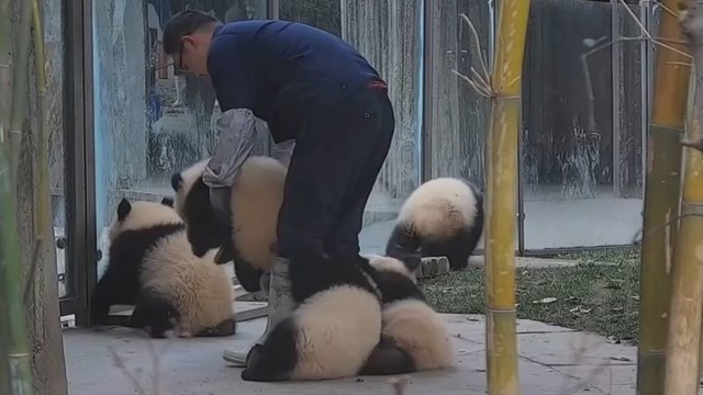 Панды разули смотрителя китайского зоопарка