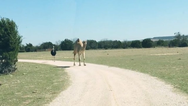 Верблюд и страус устроили гоп-стоп туристам 