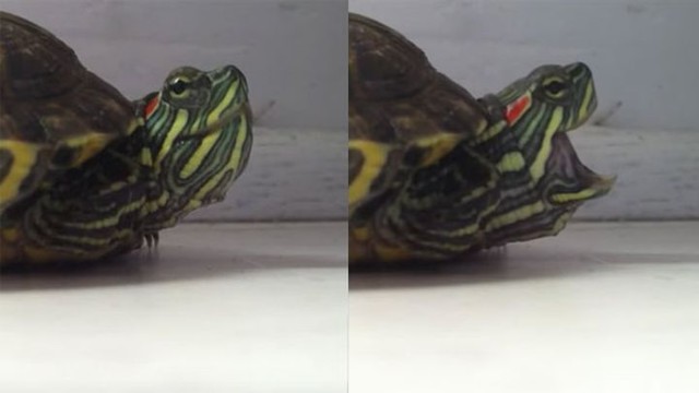 Как чихает черепаха