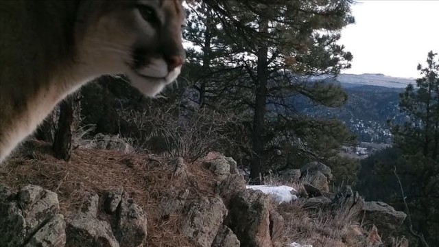 Грозный хищник зовет сородичей