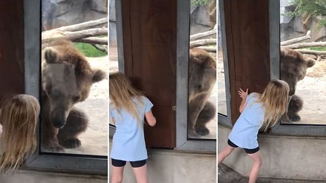 Девочка сыграла в прятки со скучающим в зоопарке медведем