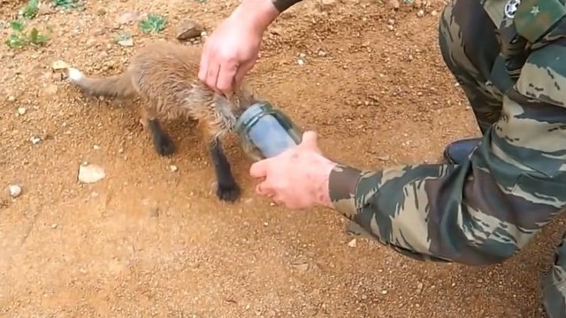 Спасение лисенка, застрявшего головой в банке