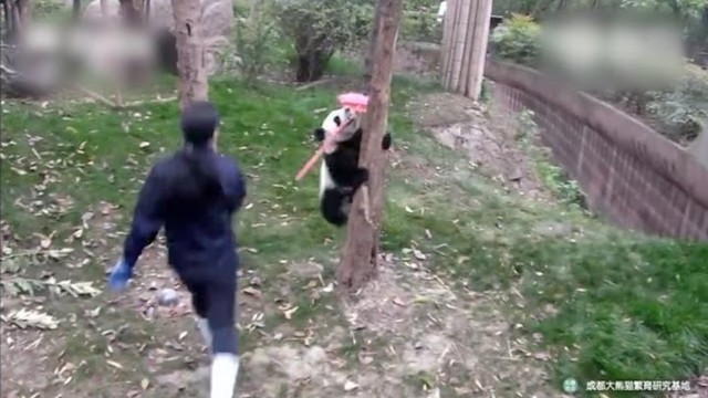 Панда украла щетку у работницы питомника