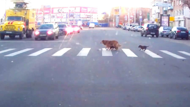 Сбака с щенками переходит дорогу по правилам
