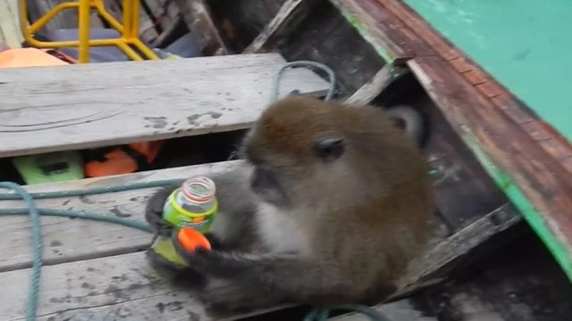 Обезьяна напилась украденной у туриста водки и уплыла восвояси