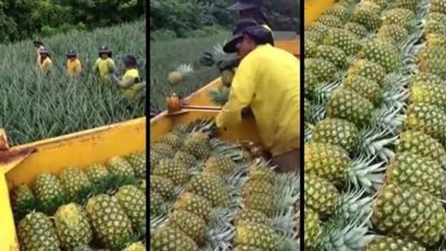 Живой конвейер по сбору ананасов