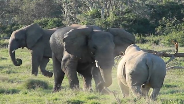 Слон показал носорогу кто здесь главный 