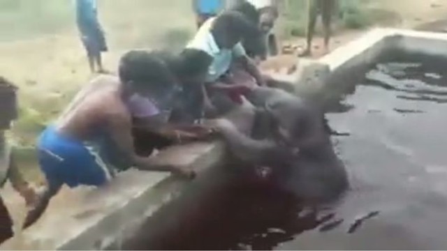 Спасение слонёнка упавшего в резервуар с водой
