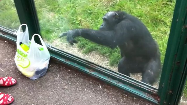 Крайне сообразительный шимпанзе жестами показал посетителям зоопарка, что хочет сладкой водички