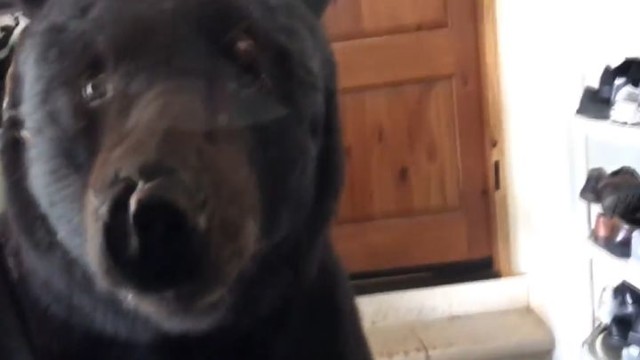 Медведь-сладкоежка забрался в гараж к жительнице США