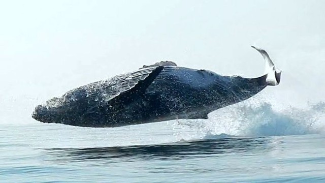 40-тонная горбатая китиха полностью выпрыгивает из воды, словно дельфин