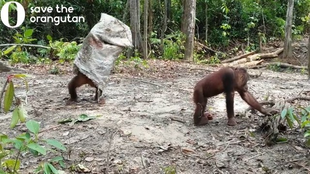 Веселый орангутан делает все возможное, чтобы заставить друзей поиграть с ним