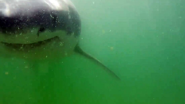 Белая акула прикусила камеру