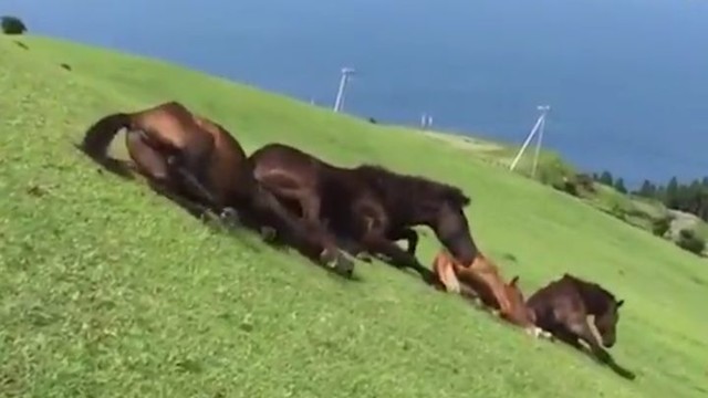 Лошади катаются со склона в Японии