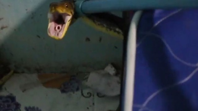 В Таиланде женщина обнаружила трёхметрового агрессивного питона под кроватью сына