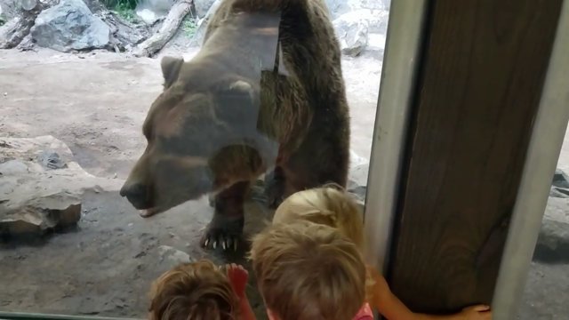 Медведь не в настроении развлекать детей