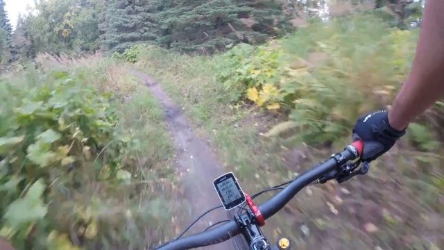 Неожиданная встреча с медведем на лесной тропе